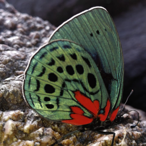 Geoparque Napo Sumaco